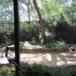 Saddle-Billed Stork/Egyptian Vulture/African White-Backed Vulture Exhibit