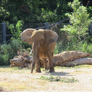 Giants of the Savanna - African Elephant (with leg bracelet)