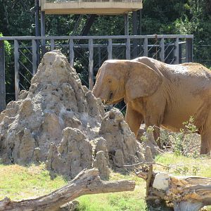 Giants of the Savanna - African Elephant (with termite mound)