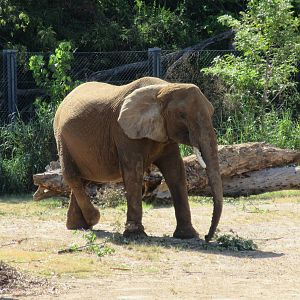 Giants of the Savanna - African Elephant (resting leg for many minutes)