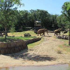 Giants of the Savanna - Main Yard