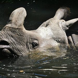 Saar the Indian Rhino