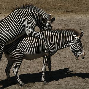 Zebra Mating July 2015