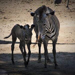 1 week old Grevy's Zebra with Mum