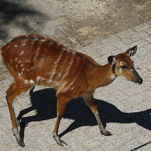 Sitatunga in Quarantine