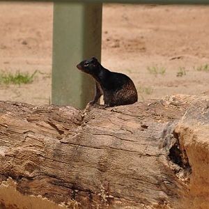 Rock Squirrel - Texas