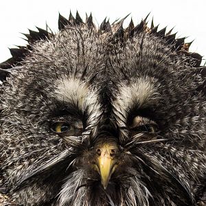 Great grey owl : Hamerton : 12 Jul 2015