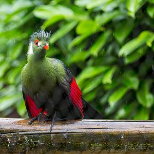 White-cheeked turaco : Hamerton : 12 Jul 2015