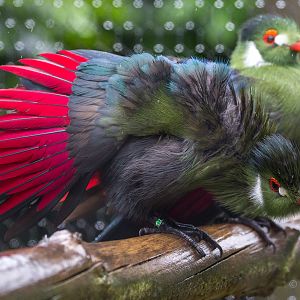 White-cheeked turaco : Hamerton : 12 Jul 2015