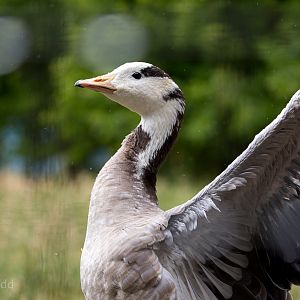 Bar-headed goose : Hamerton : 12 Jul 2015