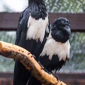 Pied crow : Hamerton : 12 Jul 2015