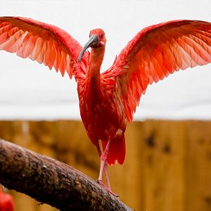 Scarlet ibis : Hamerton : 12 Jul 2015