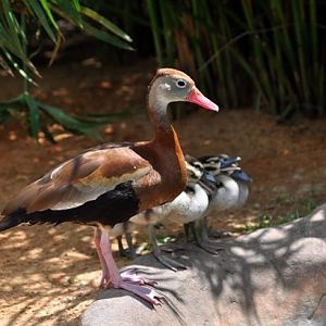 Black-bellied Whistling Duck