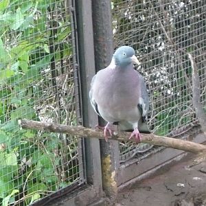 Common wood pigeon