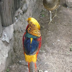 Golden pheasants