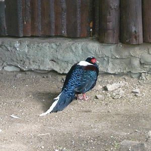 Swinhoe's pheasant