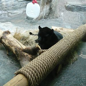 Female black jaguar