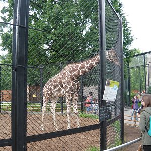 Samson, a male giraffe
