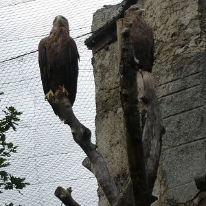 White-tailed sea eagles