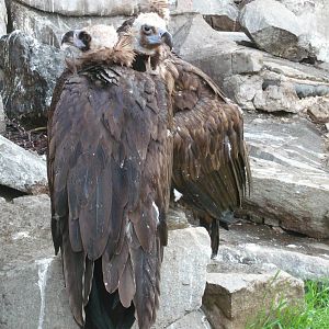 Cinereous vultures