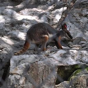 Yellow-footed Rock Wallaby