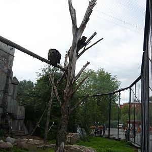 Vultures' enclosure