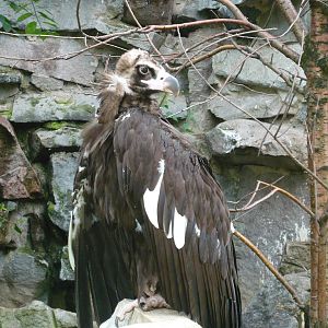 Cinereous vulture