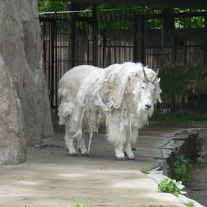 Mountain goat