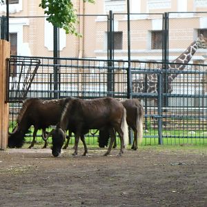 Black wildebeests and Samson the giraffe