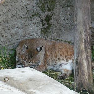 Bobcat
