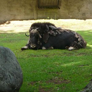 Musk ox