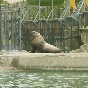 Male Steller sea lion