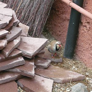 Rock partridge
