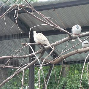 Barbary dove and Crested pigeons