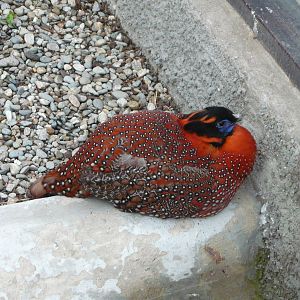 Temminck's tragopan