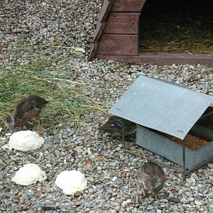Ducklings feeding on cabbage