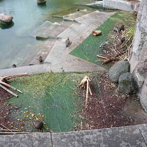 Coypu and waterfowl exhibit