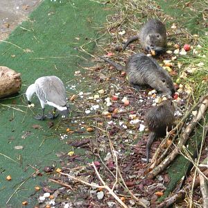 Coypu feeding