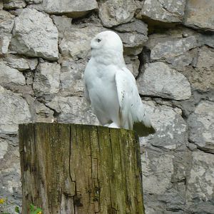 Male Snowy owl