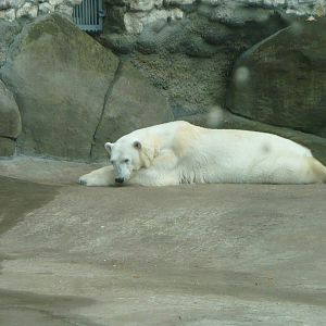Lazy Polar bear