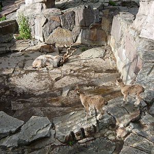 Markhors