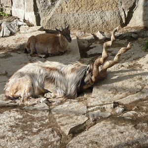 Big male Markhor is very tired...