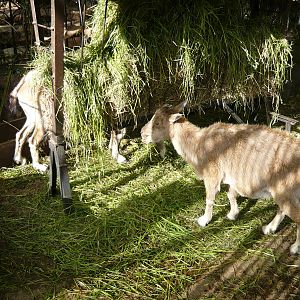 Markhors feeding