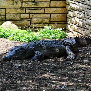 Orinoco Crocodile Exhibit