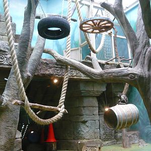 Capuchin monkey exhibit