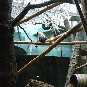 Diana monkey exhibit
