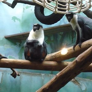 Diana monkeys