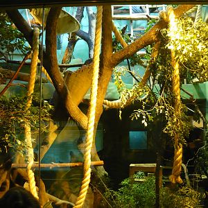 Treeshrew and tamarin exhibit