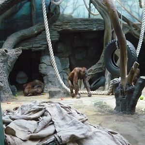 Orangutan exhibit