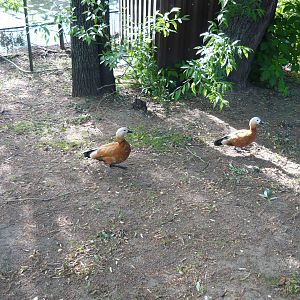 Free roaming Ruddy shelducks